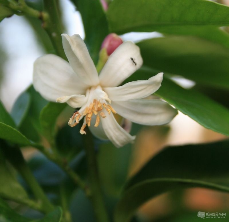 lemon-blossom.jpg