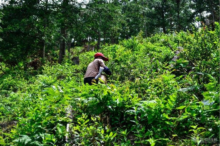 茶园|干坑正山小种红茶采摘记-跳蚤市场-成都吃