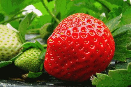 草莓1.gif
