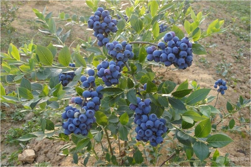蓝莓群