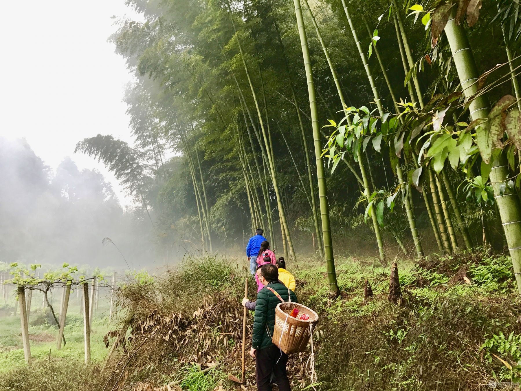 4月：清明时节雨纷飞，路上都是挖笋人