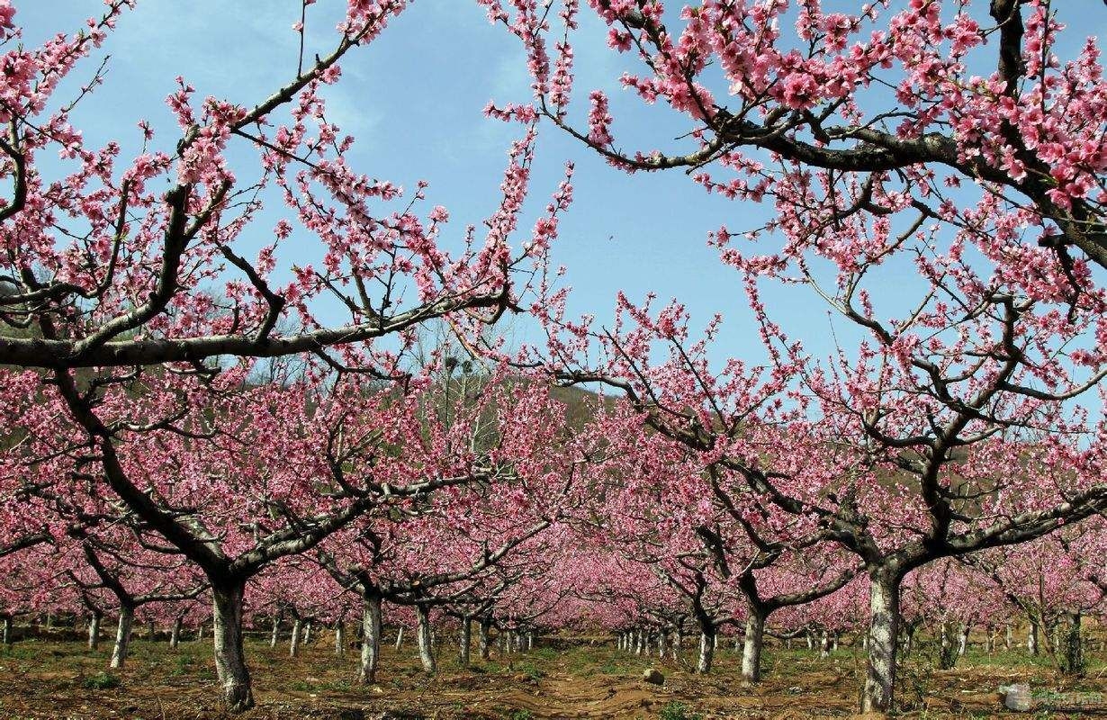 成都青白江区姚渡龙门桃花沟谢记休闲庄美食秀