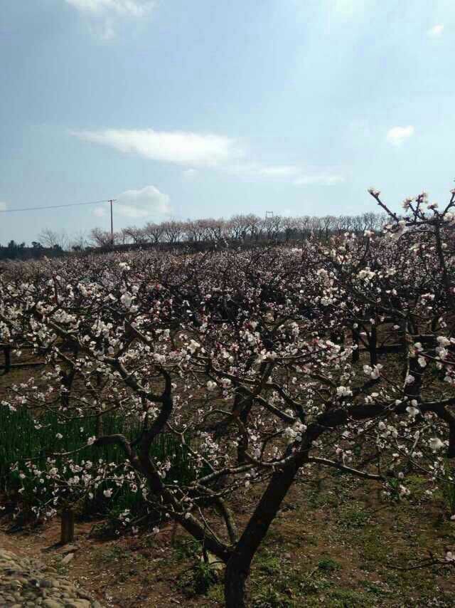 QQ图片20150303102511.jpg