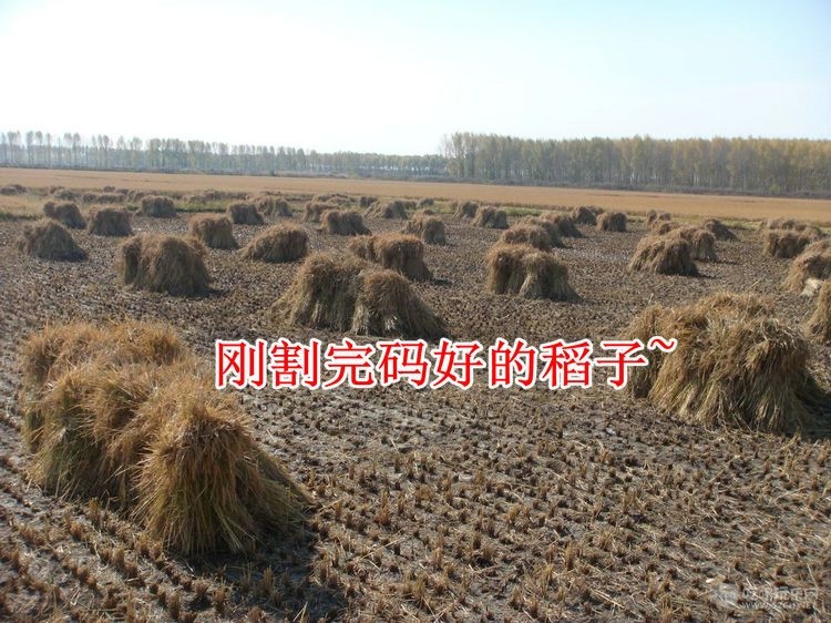 码好的稻子1.jpg