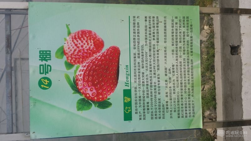 太空草莓的介绍
