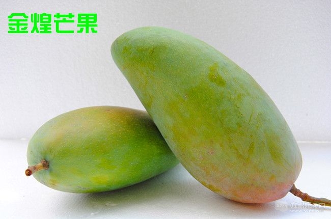 金煌芒果.jpg