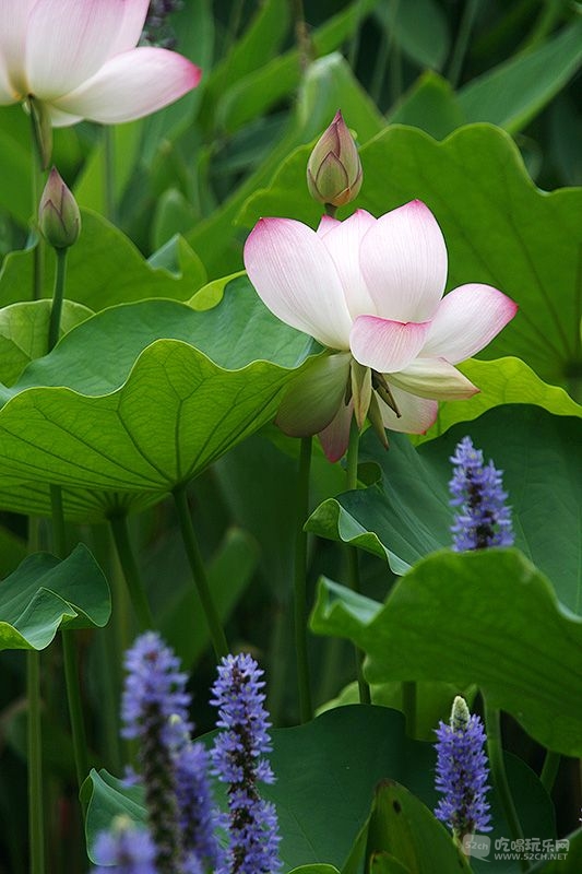 21_MG_6851处理小图.jpg