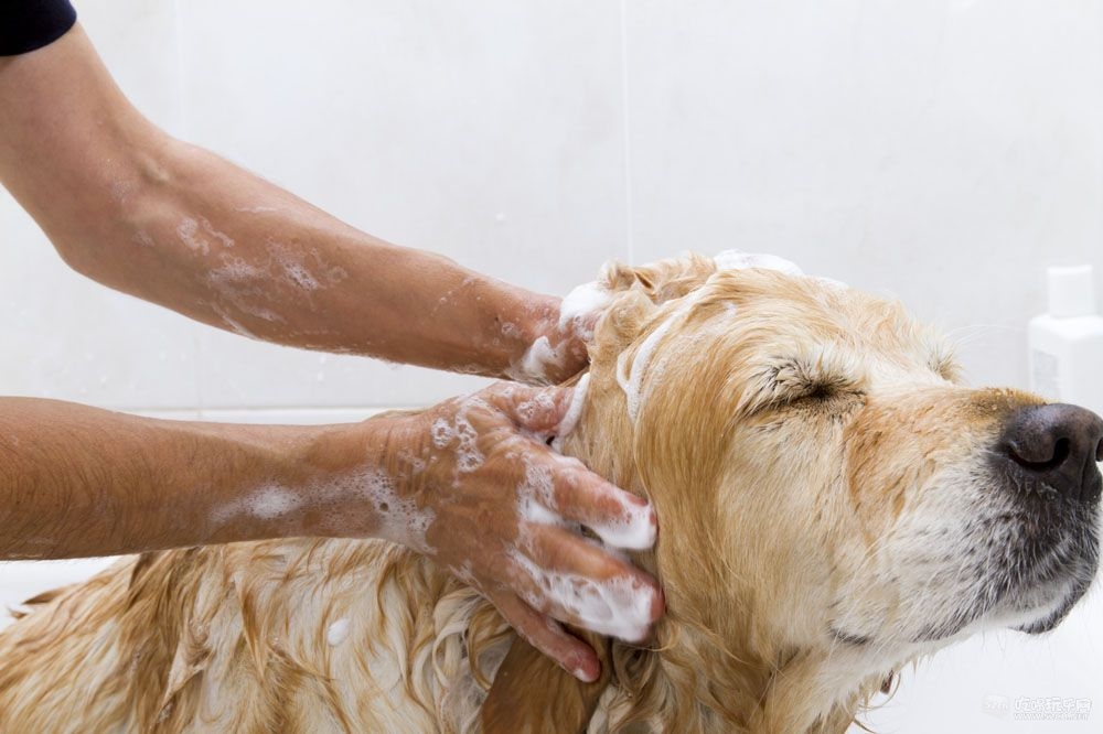 狗狗夏季洗澡