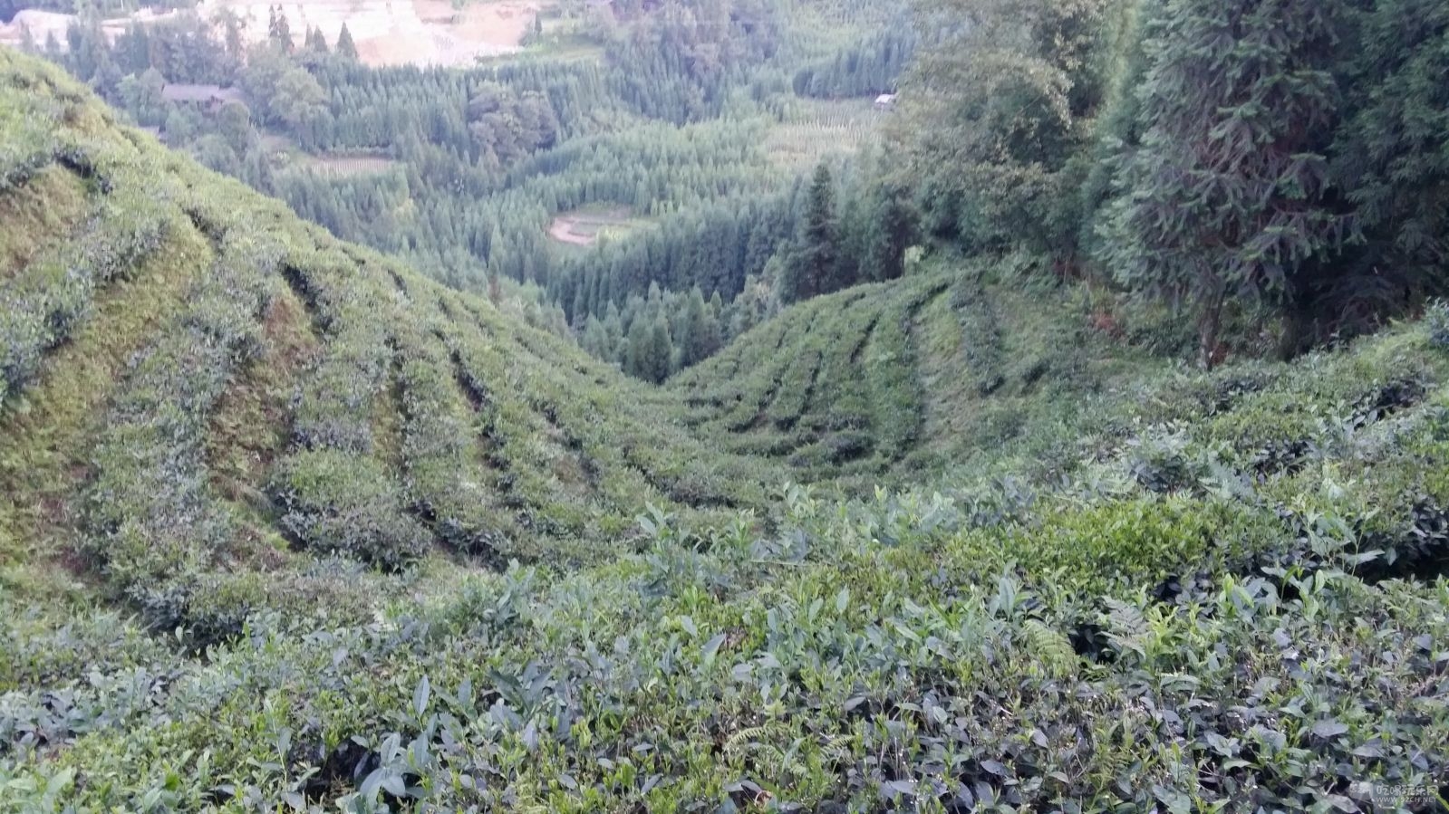 茶山，一片绿色，好养眼