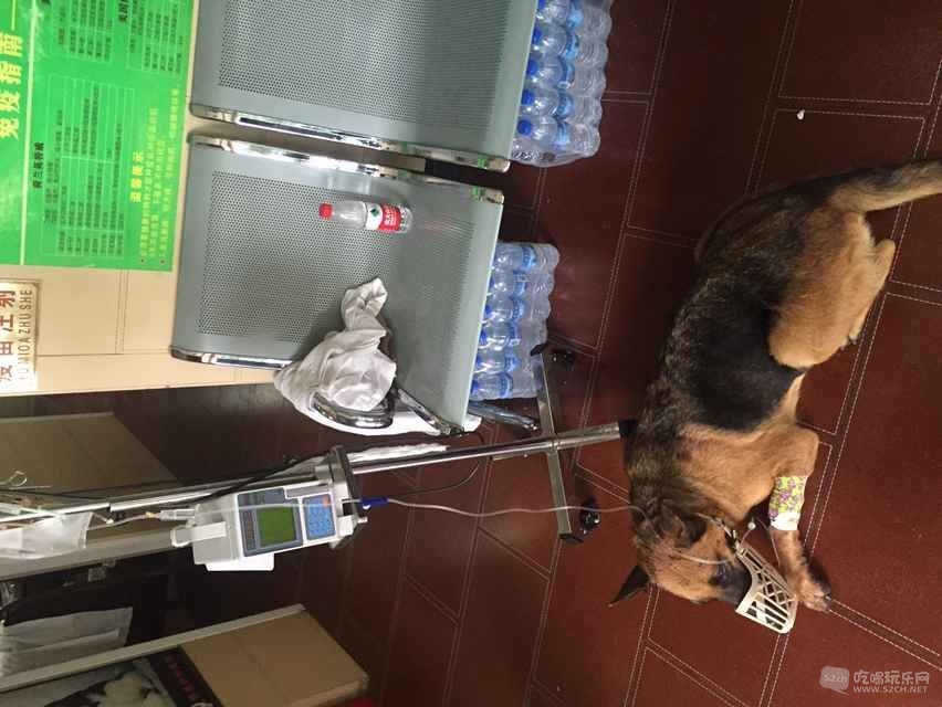 狗狗正在输液