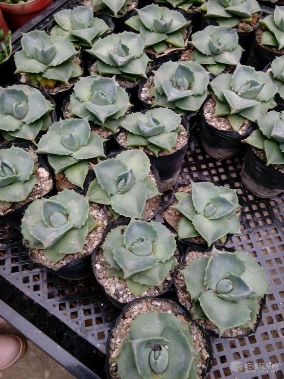 成都金林湾花卉交易市场 (8).jpg