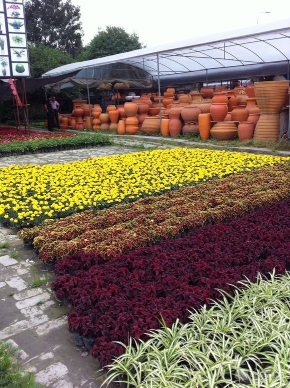成都金林湾花卉交易市场 (9).jpg