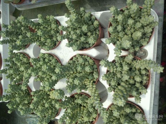 成都金林湾花卉交易市场 (14).jpg