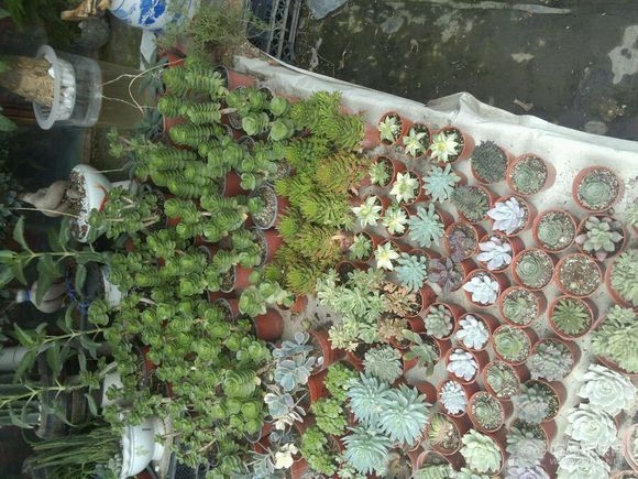 成都金林湾花卉交易市场 (24).jpg