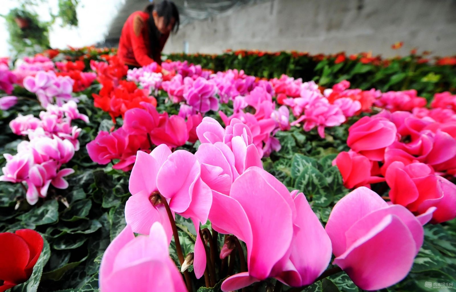 成都金林湾花卉交易市场 (44).jpg