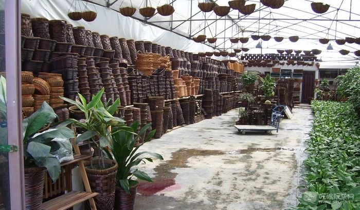 成都金林湾花卉交易市场 (57).jpg