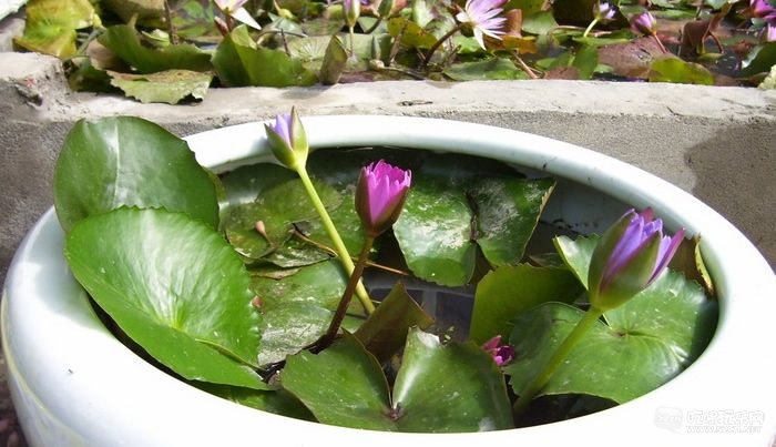 成都金林湾花卉交易市场 (66).jpg