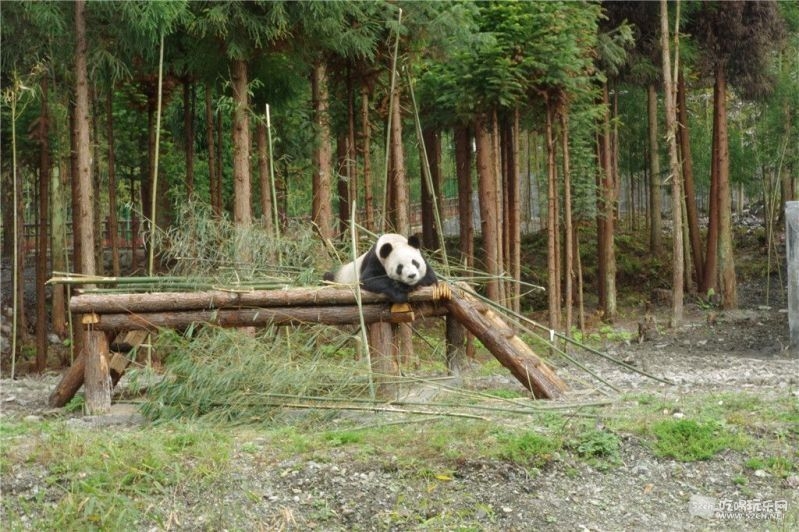 熊猫.jpg