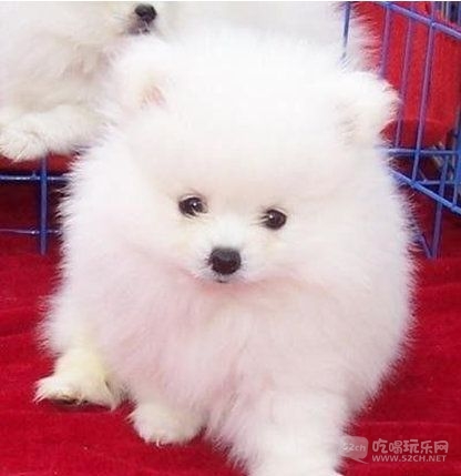 博美 (43).jpg