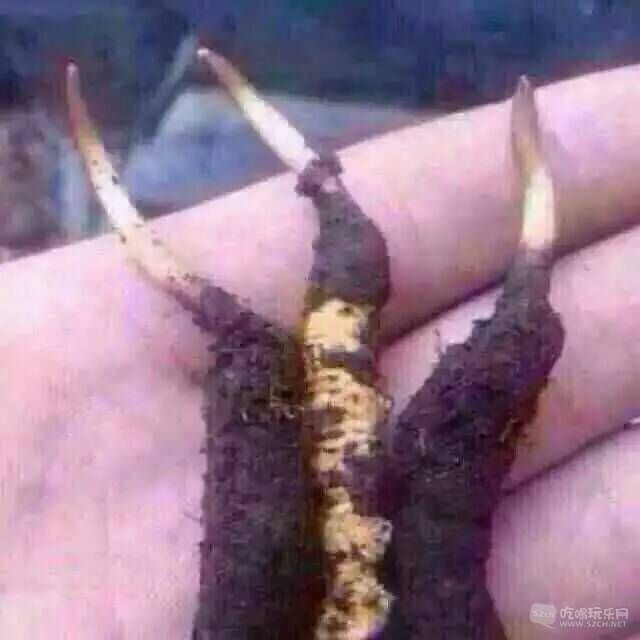 刚挖出来的草1.jpg