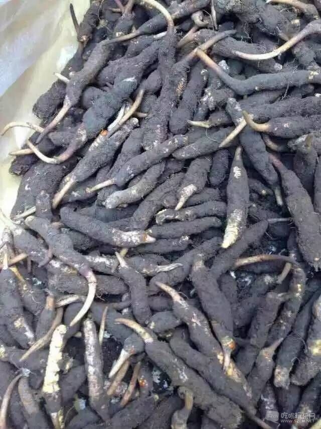 刚挖出来的草2.jpg