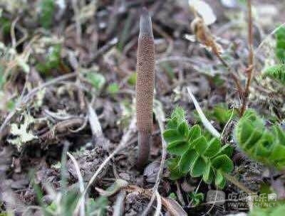 山里的虫草2.jpg