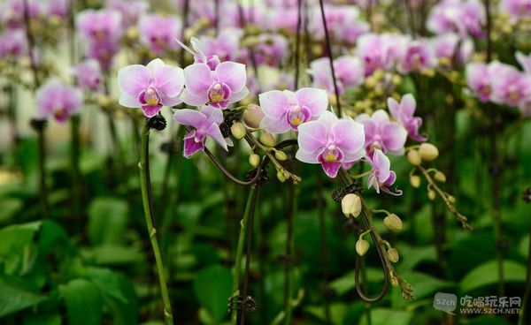 金林湾花市 (172).jpg
