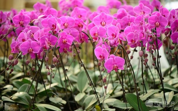 金林湾花市 (173).jpg
