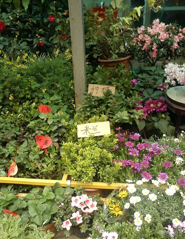 金林湾花市 (174).jpg
