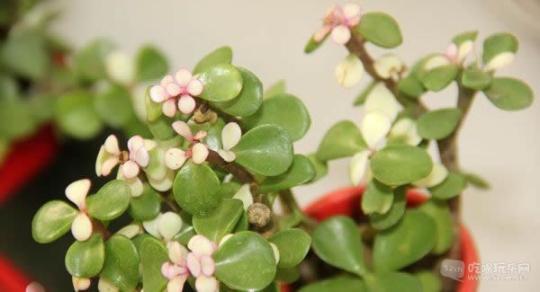 金林湾花市 (220).jpg