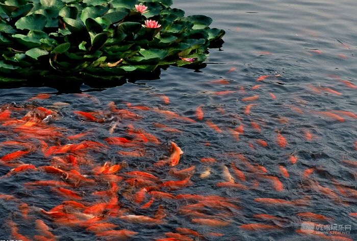 金林湾花市漂亮的金鱼0004.jpg