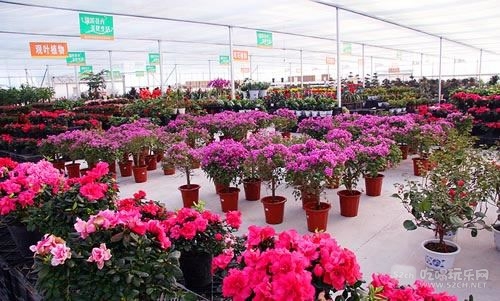 金林湾花市 (210).jpg