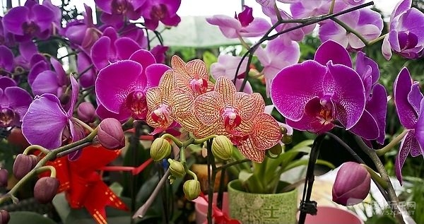 金林湾花市 (107).jpg