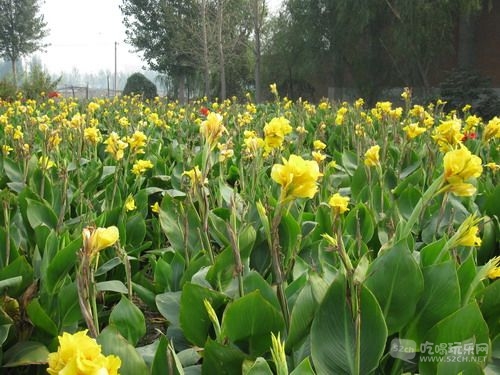 金林湾花市 (209).jpg