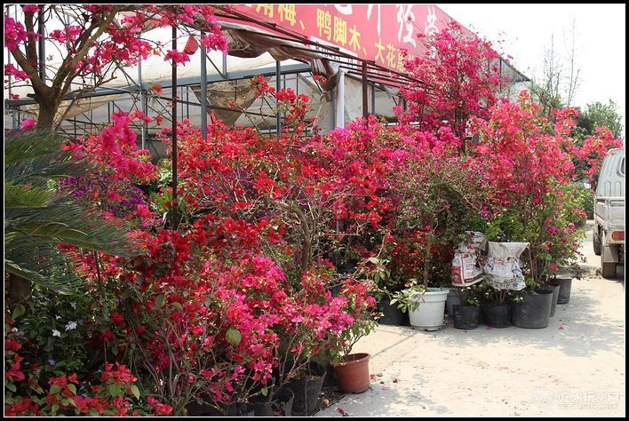 金林湾花市 (211).jpg