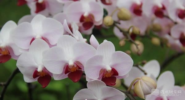金林湾花市 (213).jpg