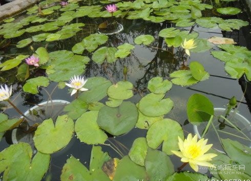 金林湾花市 (64).jpg