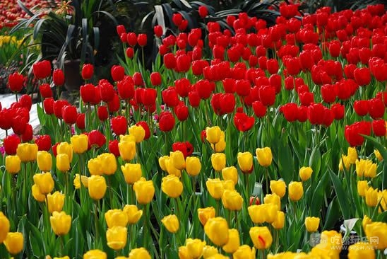 金林湾花市 (155).jpg