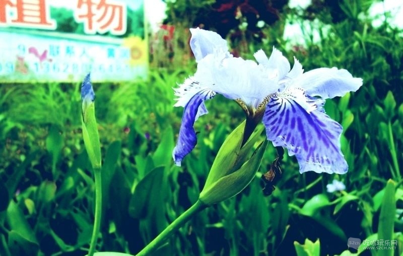 金林湾花市 (181).jpg