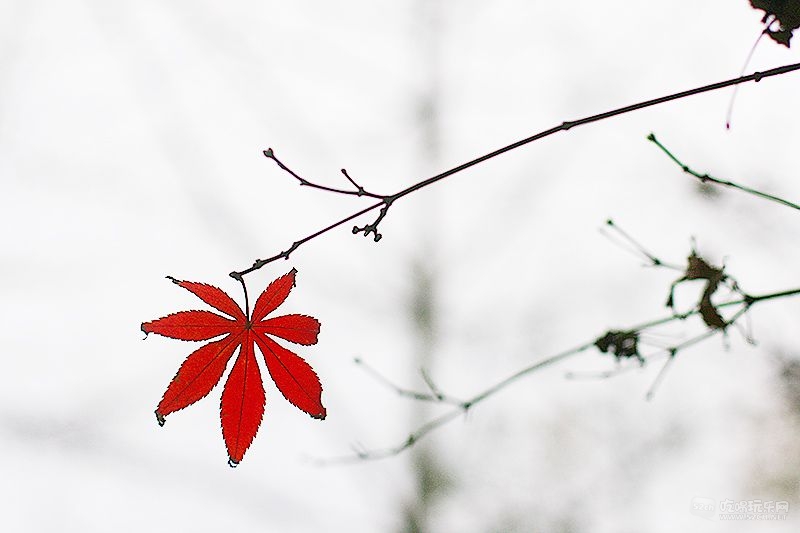 41_MG_0847处理小图.jpg