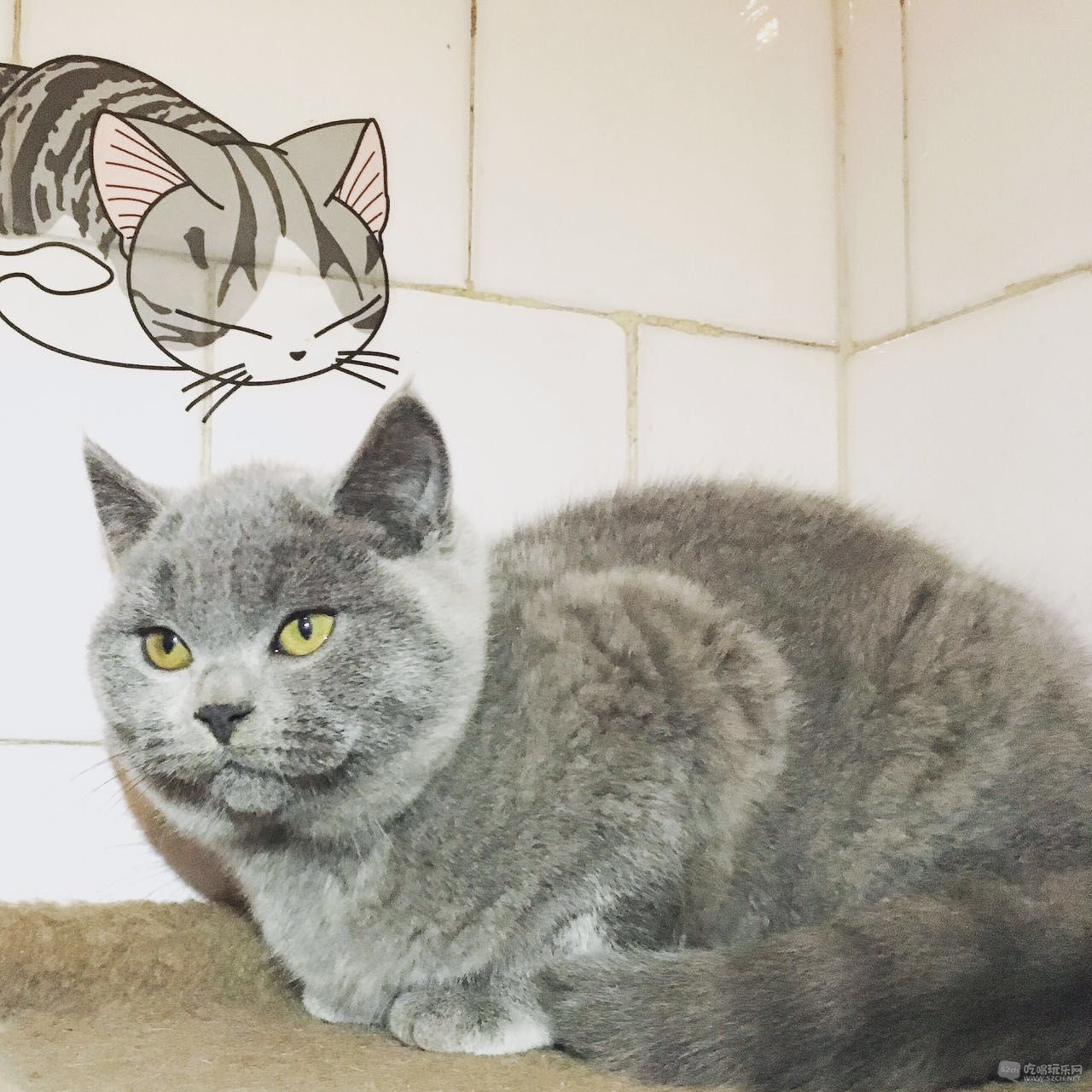 会用猫砂