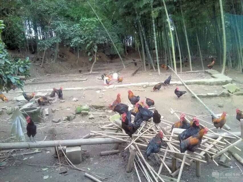 8223
