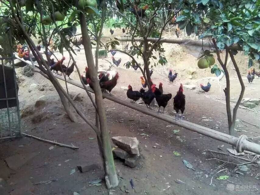 8223