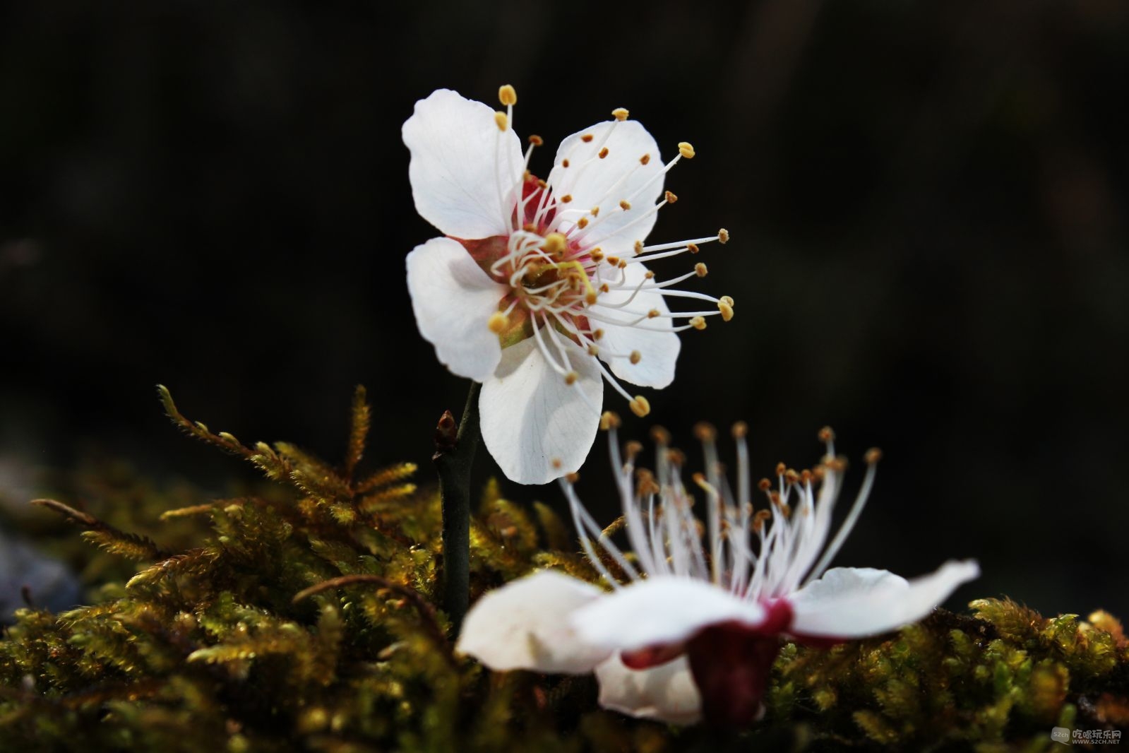 梅花特写 (2).JPG