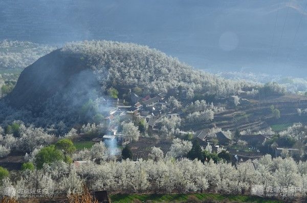 花开无声 金川梨花.jpg