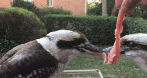 4.gif