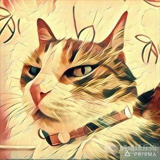 40c6405b897ee5a4bbf43ddf19da5a64_1080x1080.jpg