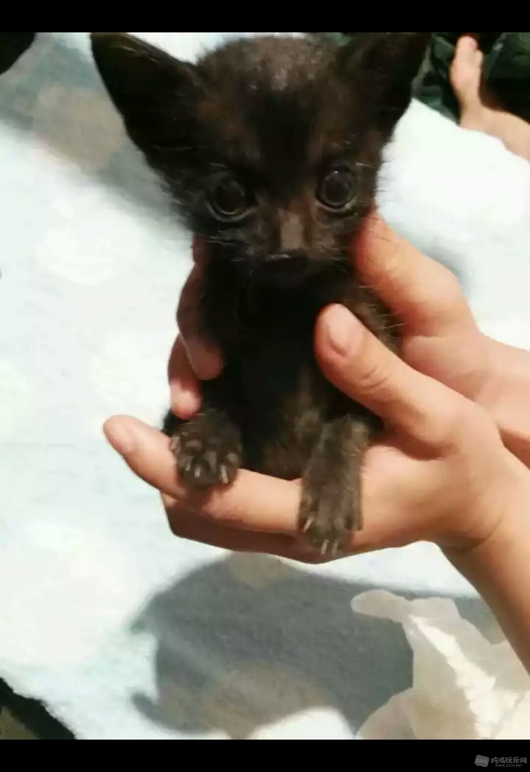 黑色