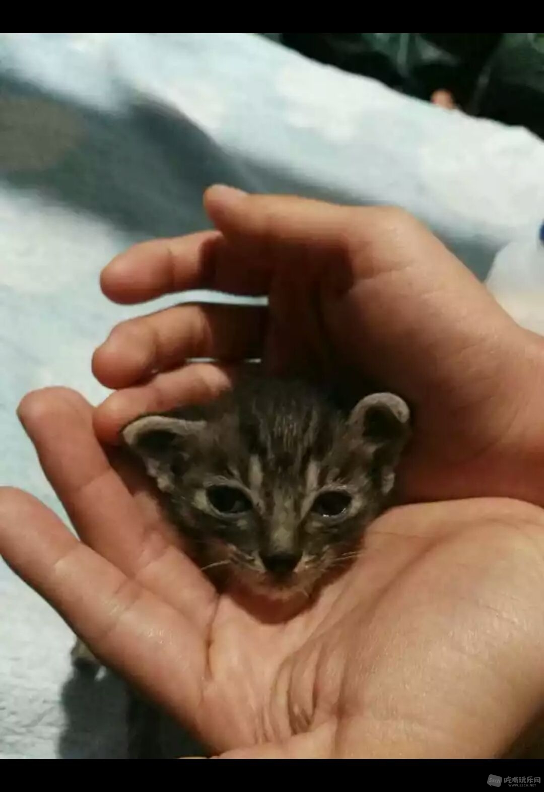 麻灰