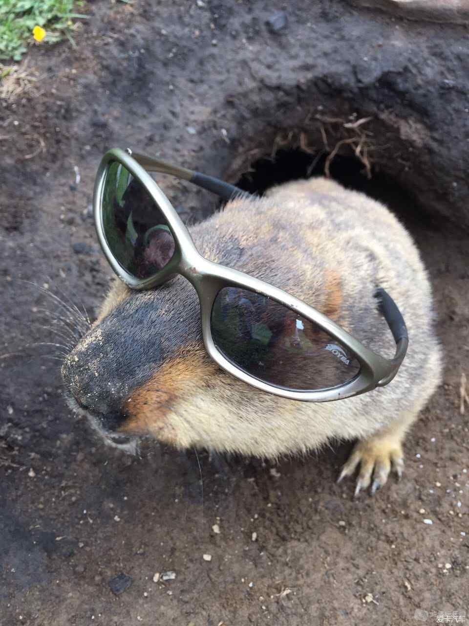 太阳大，带墨镜
